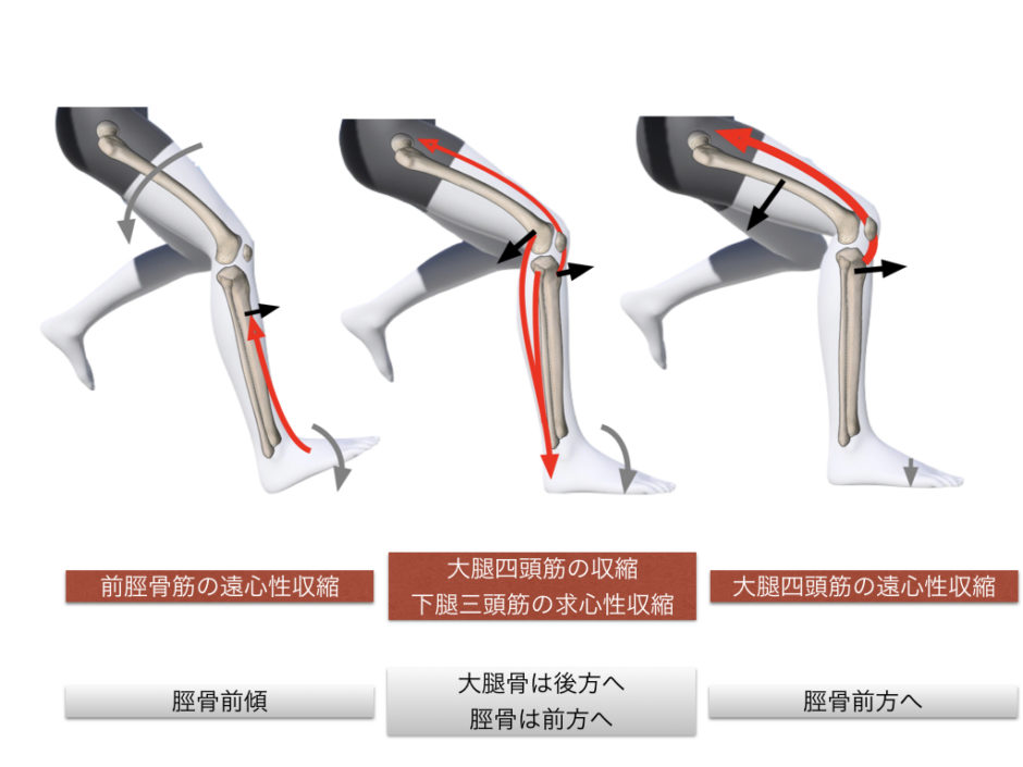 前十字靭帯損傷は制御できるか？ | | movement design