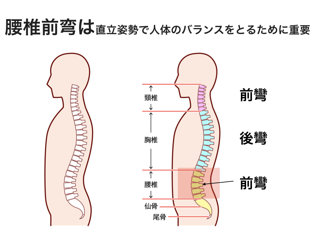 腰椎前弯を整える | | movement design